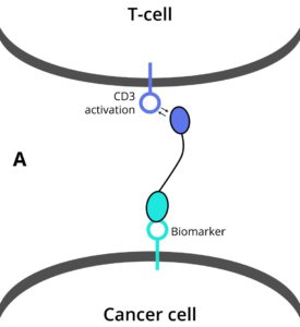 DotBio-AFCR_FigA